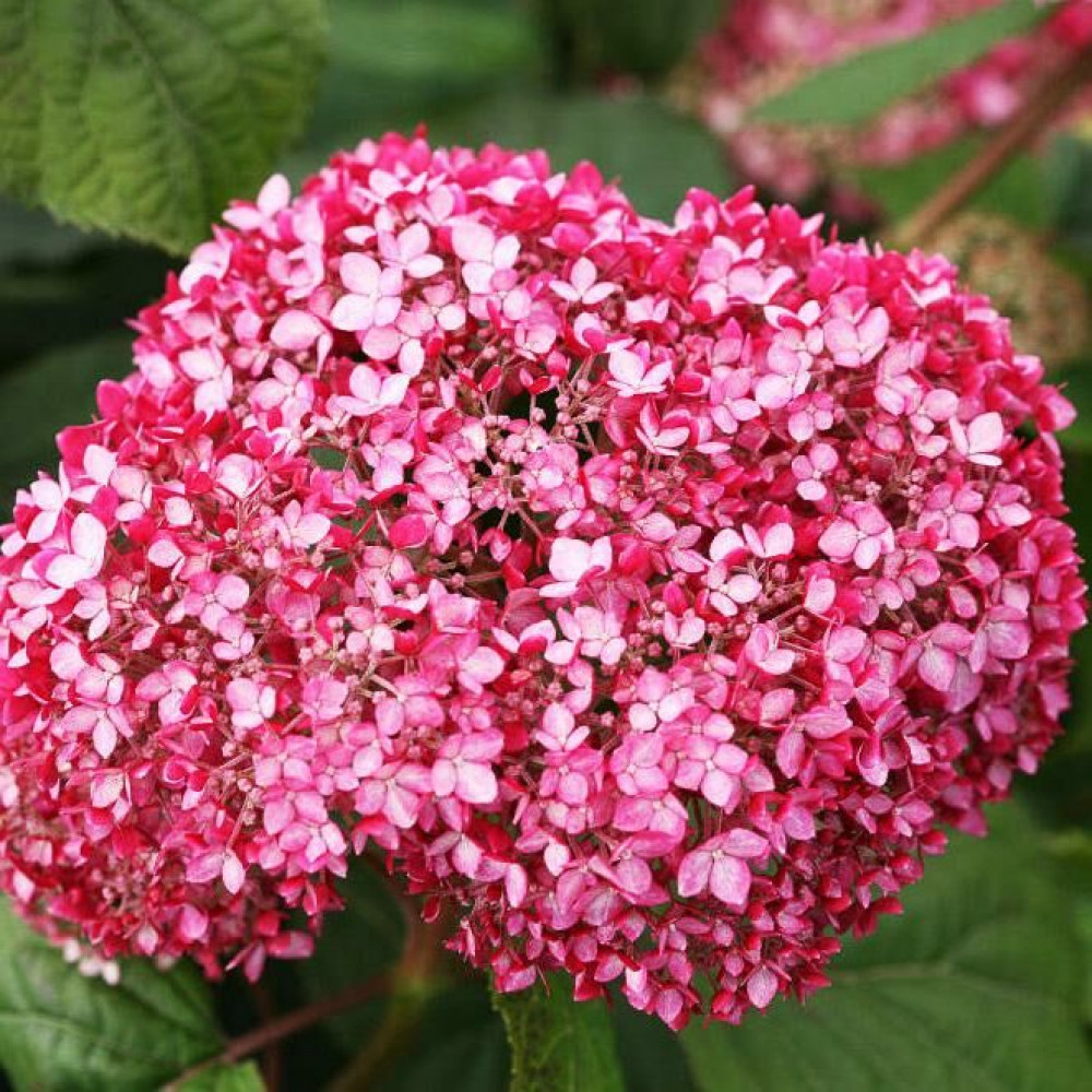 Magical pinkerbell МЭДЖИКАЛ ПИНКЕРБЕЛ (Гортензия древовидная) 3л