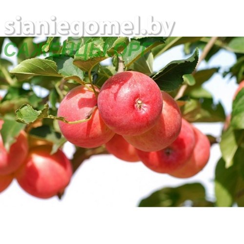 КЛОЗ (Яблоня ЗКС)