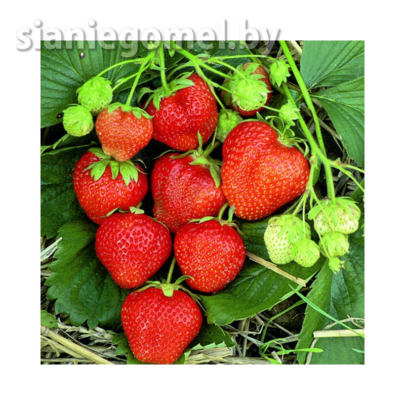 МАГНУС (поздний срок созревания)