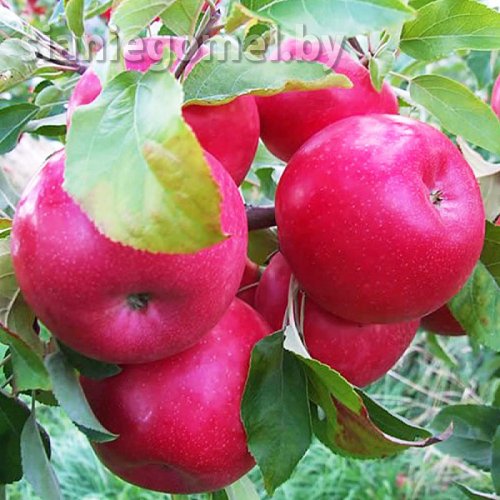 АЙДАРЕД (Яблоня ЗКС)