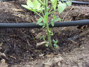 Лента капельного полива