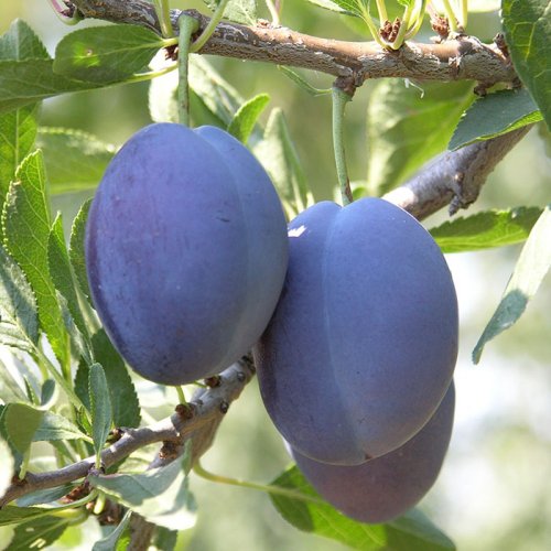 СТЕНЛИ (слива) 