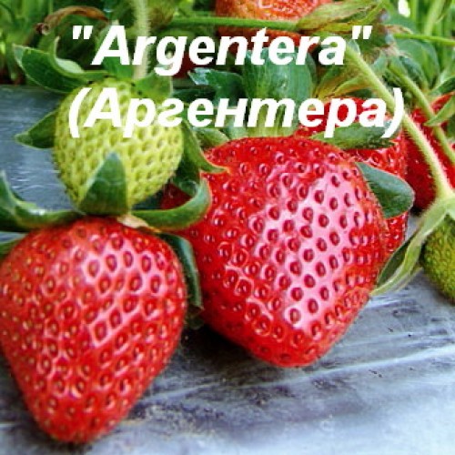 АРГЕНТЕРА (поздний срок созревания)