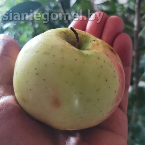 ЛАНСКОЕ~РАДЗИВИЛОВ (Яблоня ЗКС)