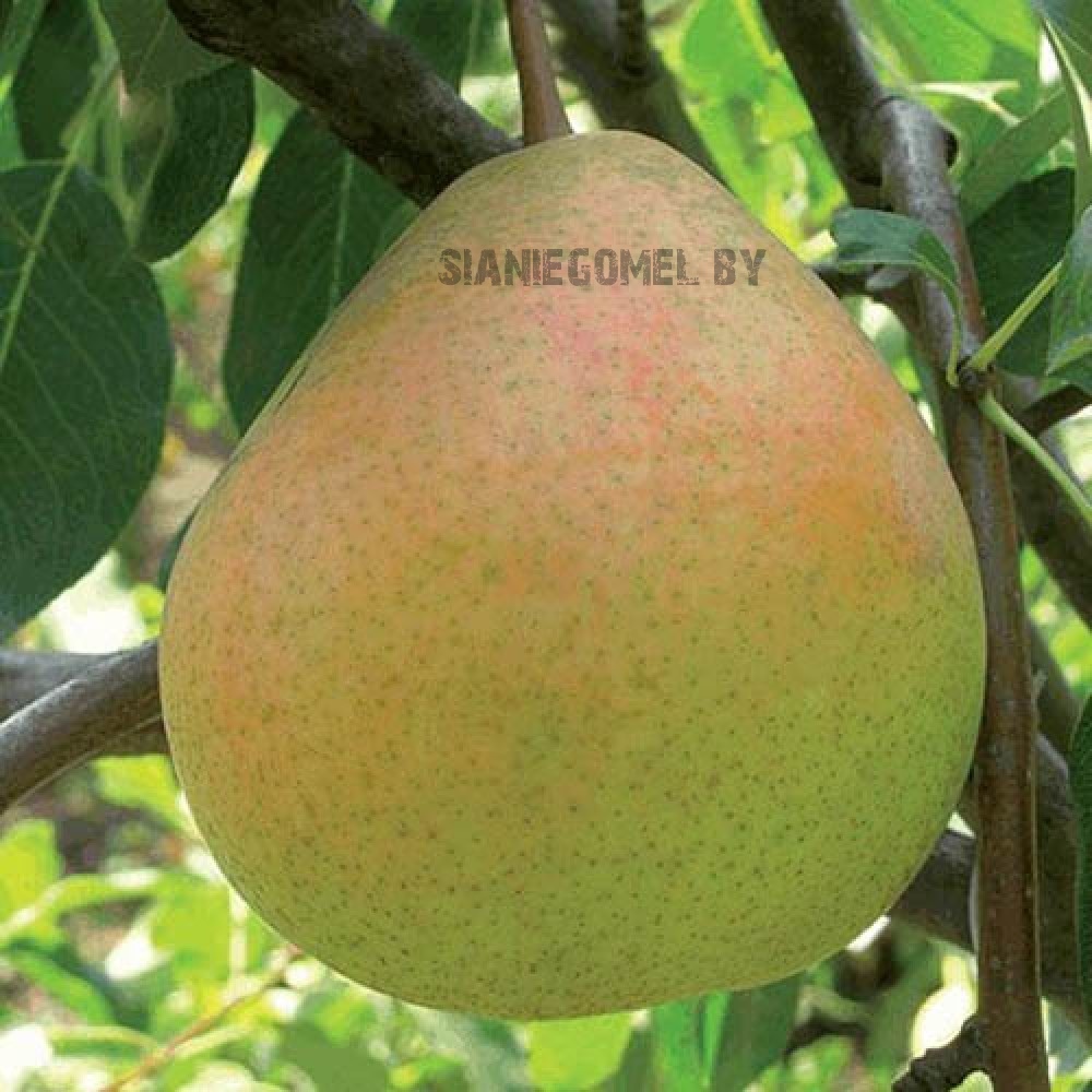 СОКРОВИЩЕ (Груша ЗКС)