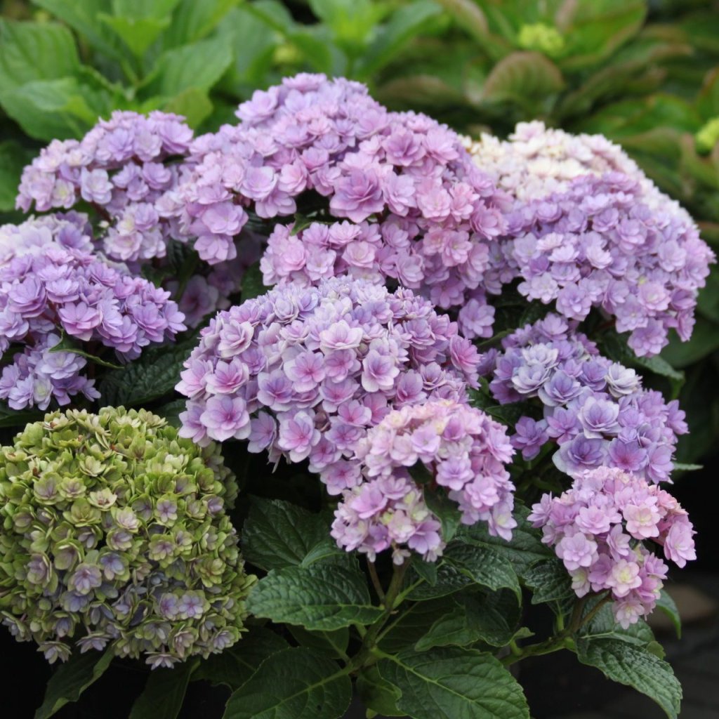 You me togeher Ю ЭНД МИ ТУГЕЗЕ (Гортензия крупнолистная) 3л