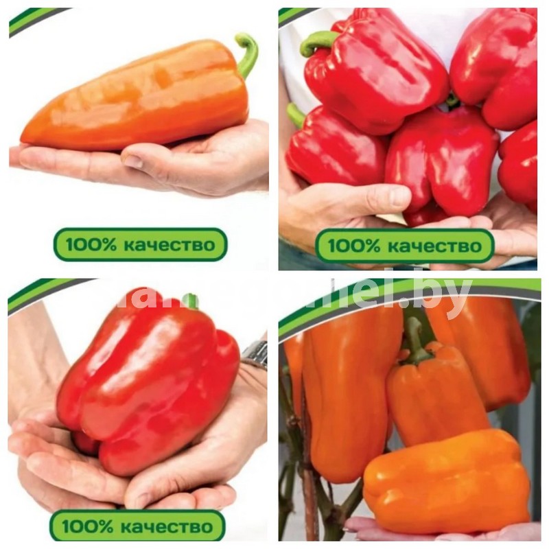 ПЕРЕЦ ПАРТНЕР