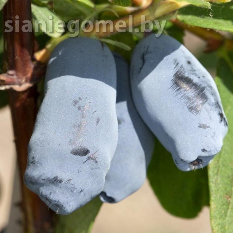 АВРОРА (Жимолость)