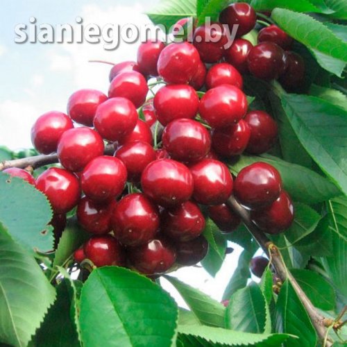 ВАЛЕРИЙ ЧКАЛОВ (Черешня) 