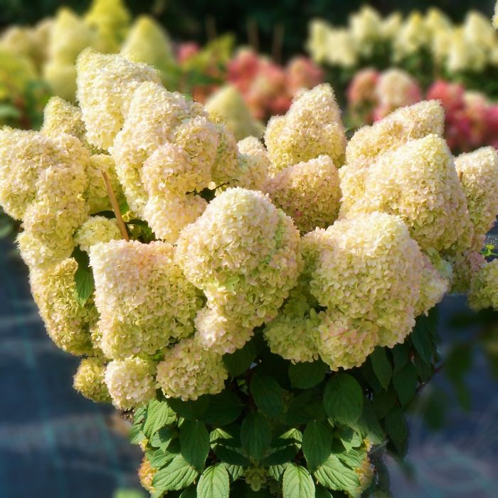 Diamantino ДИАМАНТИНО (Гортензия метельчатая) 3л