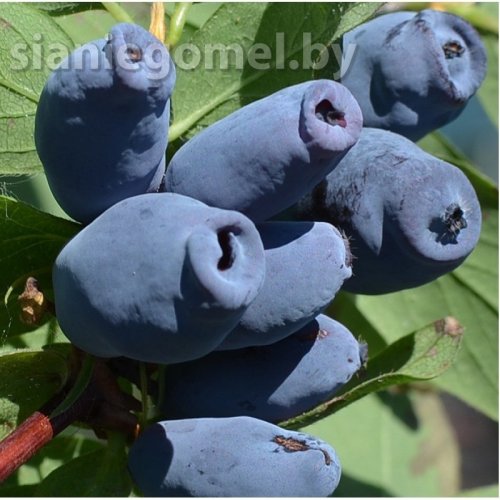 АВРОРА (Жимолость)