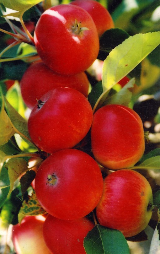 ЭЛИТА (Яблоня колонновидная)