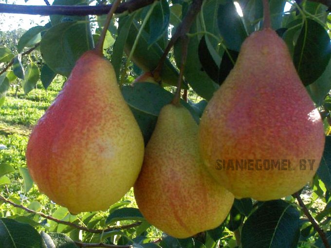 ЗАБАВА (Груша)