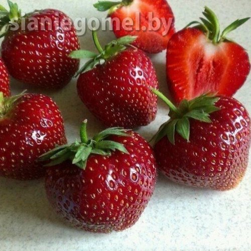 МАГНУС (поздний срок созревания)