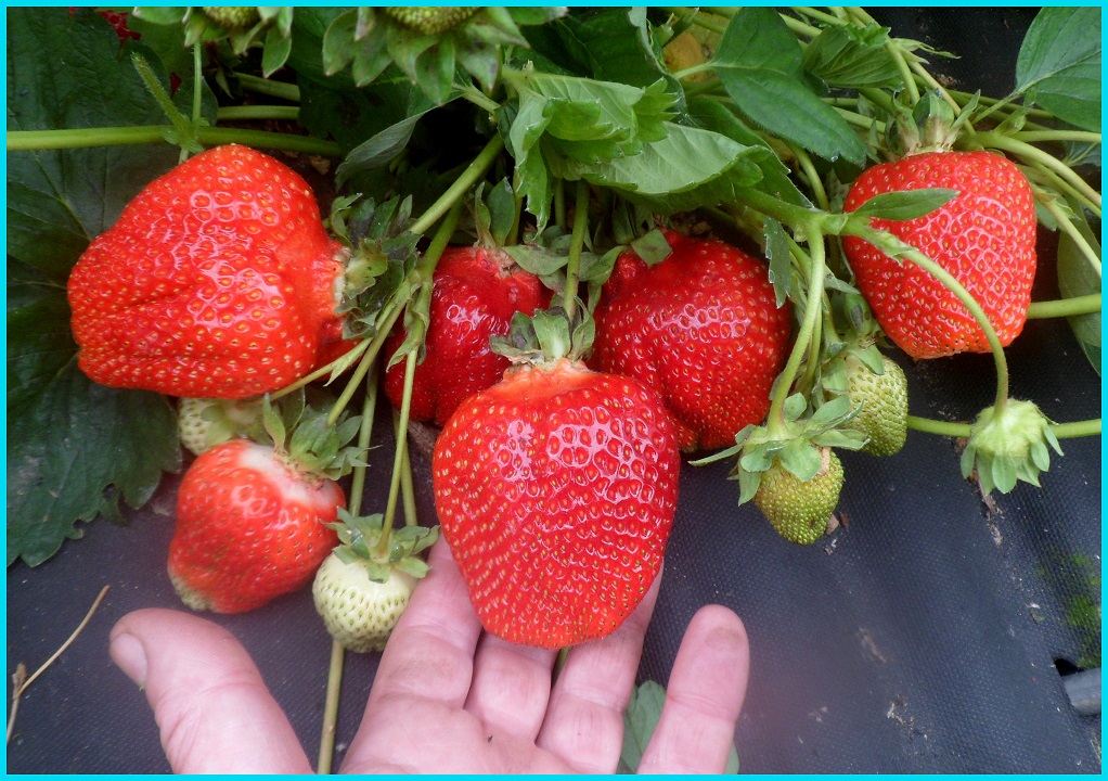 АЗИЯ (средний срок созревания)