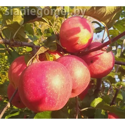 ЭВЕЛИНА (Яблоня ЗКС)