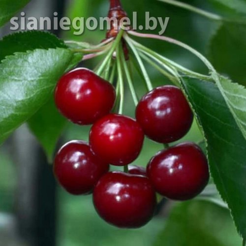 МОЛОДЕЖНАЯ (Вишня) 