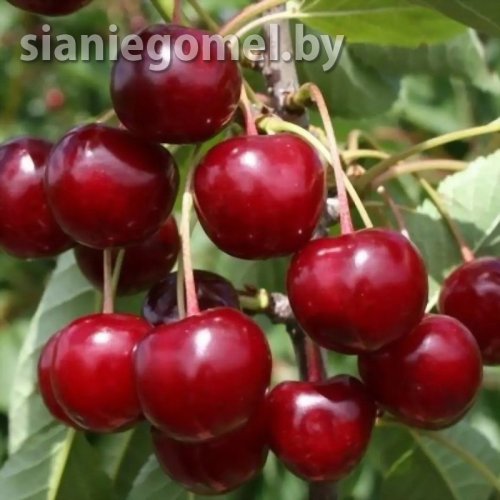 ЛИВЕНСКАЯ (Вишня) 