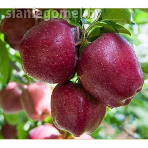 РЕД ЧИФ (Яблоня ЗКС)
