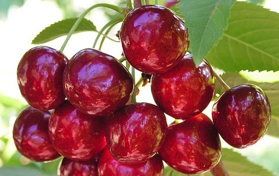 ГРОНКОВАЯ (Черешня) 