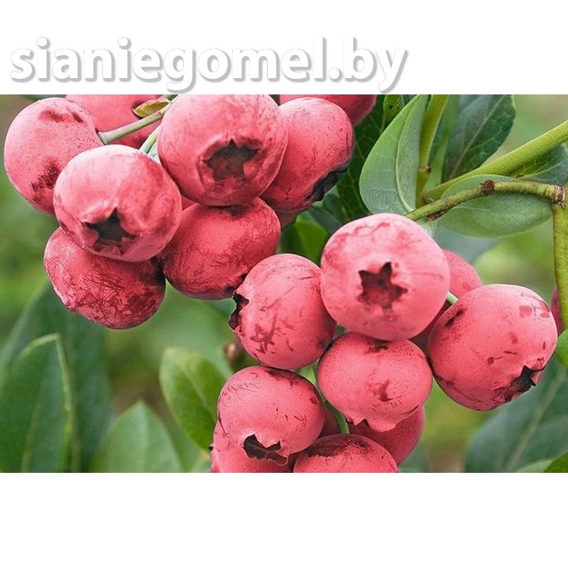 ПИНК ЛИМОНАД (Голубика)