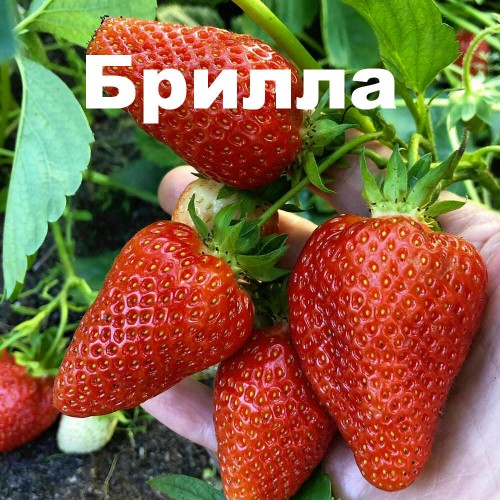 БРИЛЛА (ранний сорт)