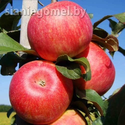 ЦЕЛЕСТА (Яблоня ЗКС)