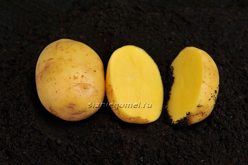 ВЕГА, картофель семенной