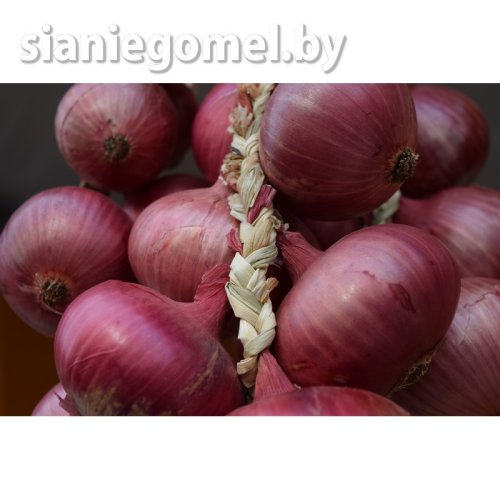 КРЫВИЦКИЙ РУЖОВЫ (лук-севок)
