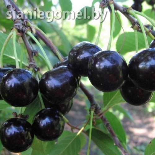 ШОКОЛАДНИЦА (Вишня) 