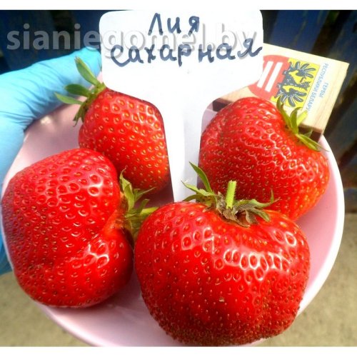 ЛИЯ САХАРНАЯ (ранний сорт)