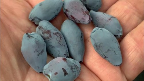 ГОЛУБОЕ СОКРОВИЩЕ (Жимолость)