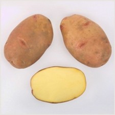 ВЕКТОР (картофель семенной)