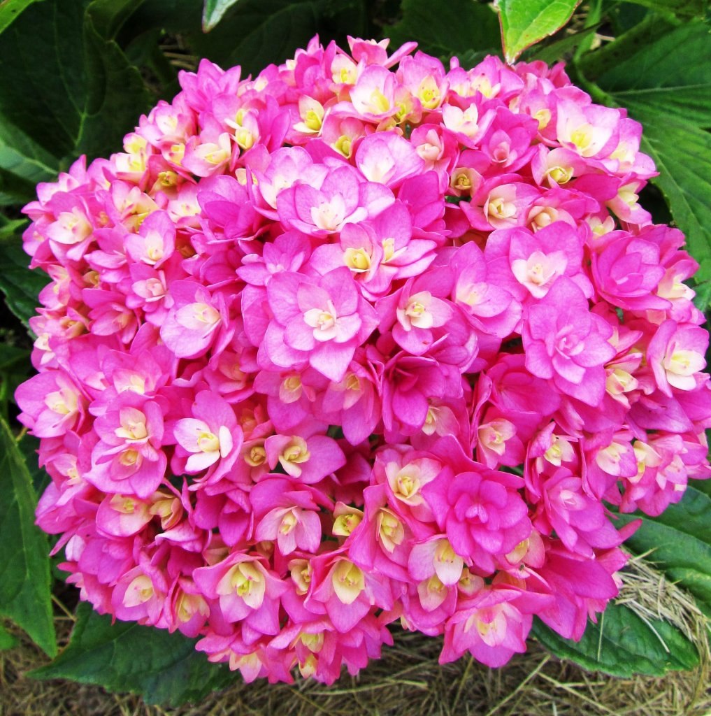 You me togeher Ю ЭНД МИ ТУГЕЗЕ (Гортензия крупнолистная) 3л