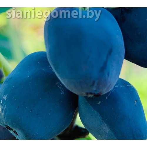 СЕРДЦЕ ГИГАНТА (Жимолость)