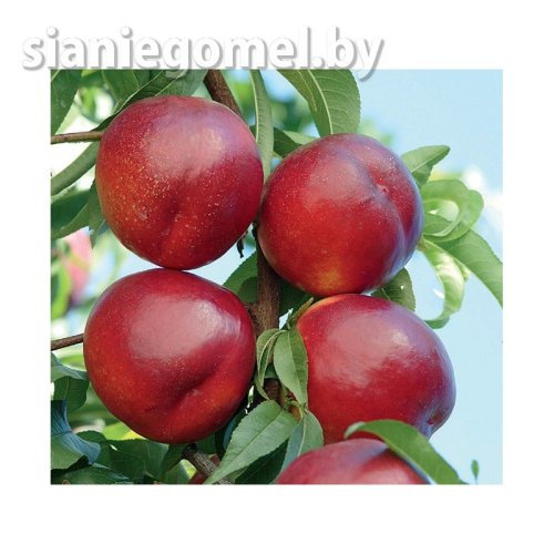 СУПЕР КВИН (Нектарин)