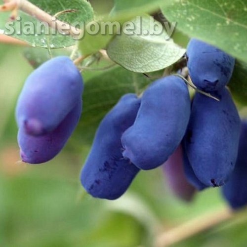 ХОНИ БИ (HONEY BE) (Жимолость)