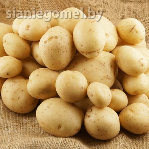ЛАСУНАК (картофель семенной)