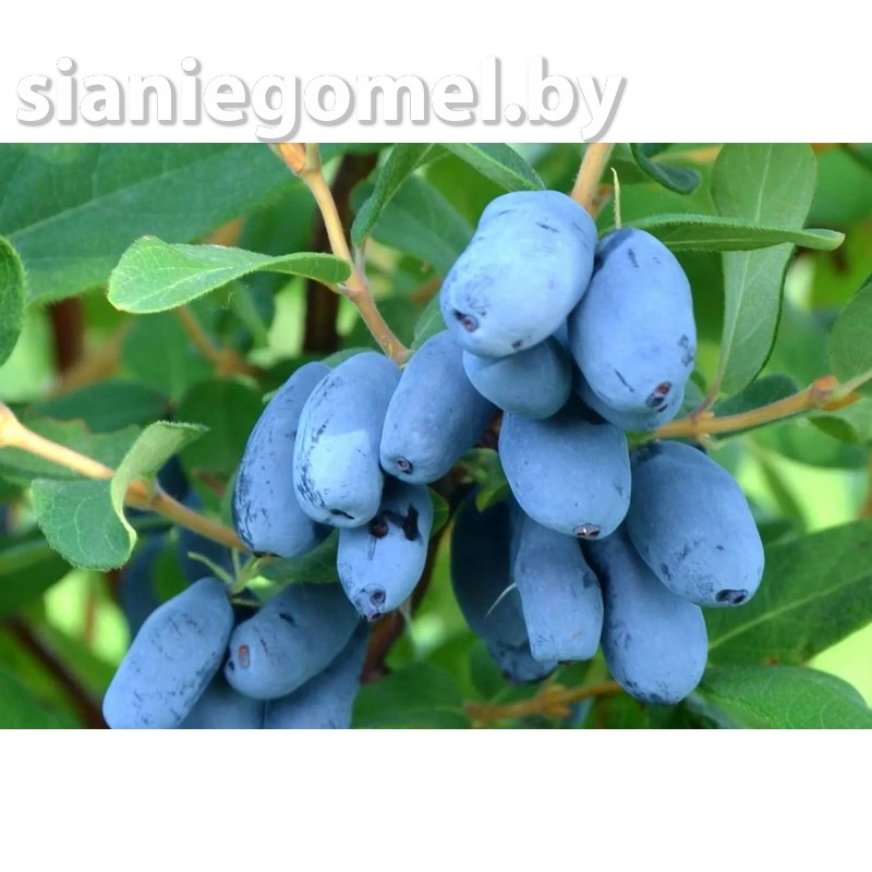 ХОНИ БИ (HONEY BE) (Жимолость)