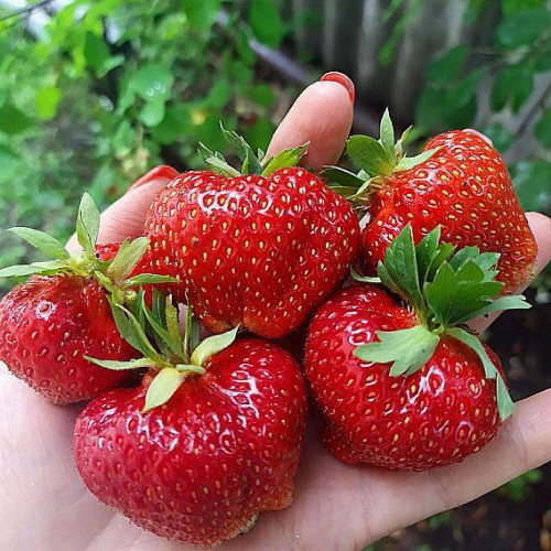 СИЛЬВИЯ (поздний срок созревания)