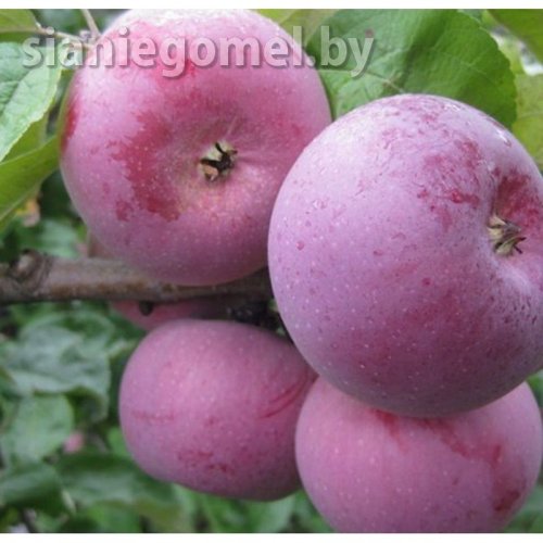 АЛЕСЯ (Яблоня ЗКС)