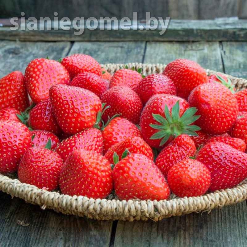 МАГНУС (поздний срок созревания)