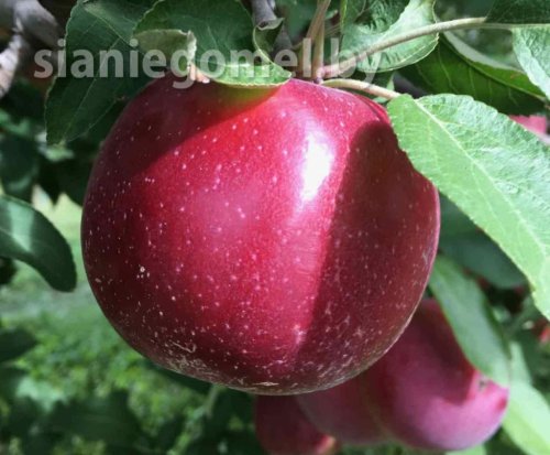 ЭМПАЙР (Яблоня ЗКС)