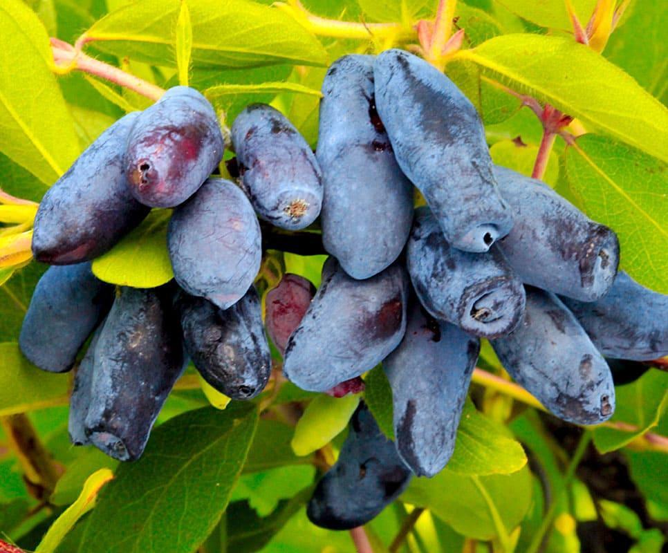 ЛЕНИНГРАДСКИЙ ВЕЛИКАН (Жимолость)