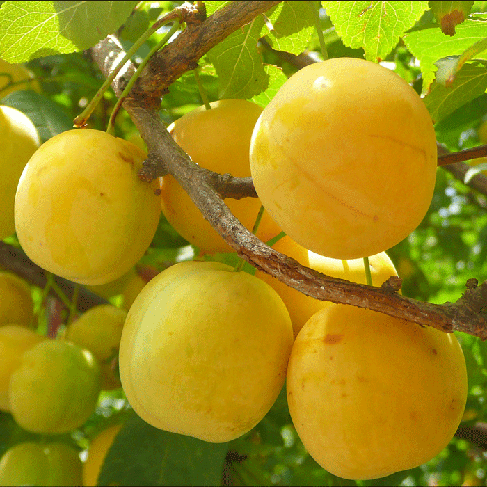 ВАШИНГТОН (слива) 