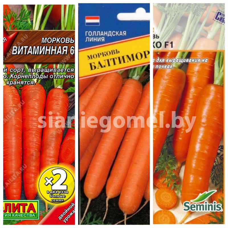 МОРКОВЬ В АССОРТИМЕНТЕ
