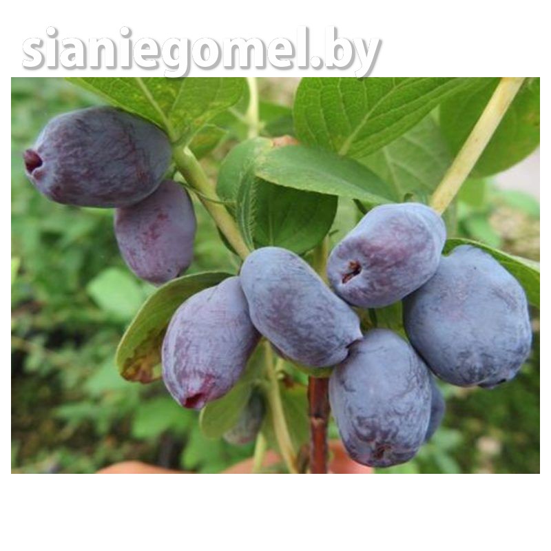 СЕРДЦЕ ГИГАНТА (Жимолость)