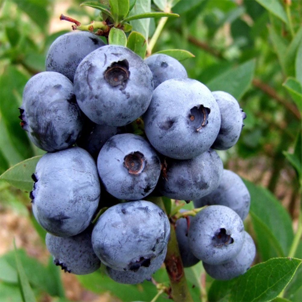 ЭЛЛИОТ (Голубика)