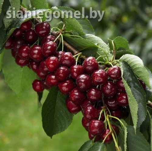 ОБЛАЧИНСКАЯ (Вишня) 