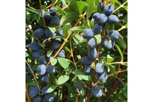 БОРЕАЛ БЬЮТИ (Жимолость)